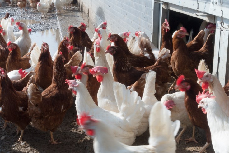 chicken-1230973_1920