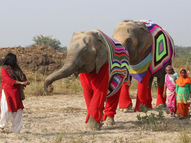 trajes-elefantes-frio_plyima20170120_0021_5