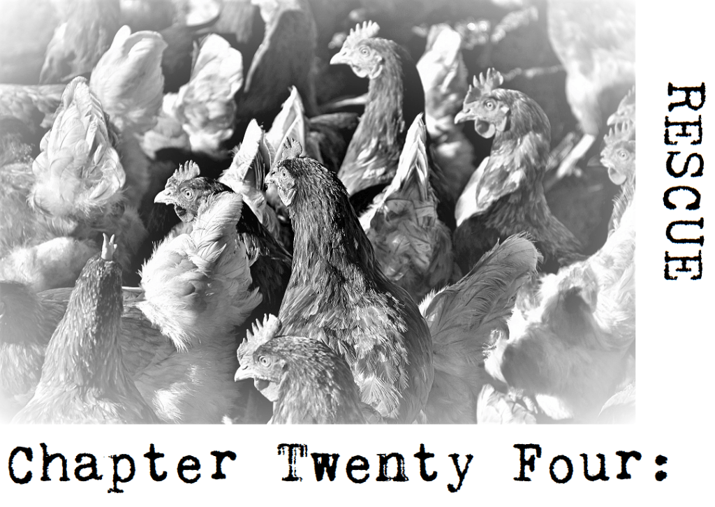 Luke Walker chapter 24