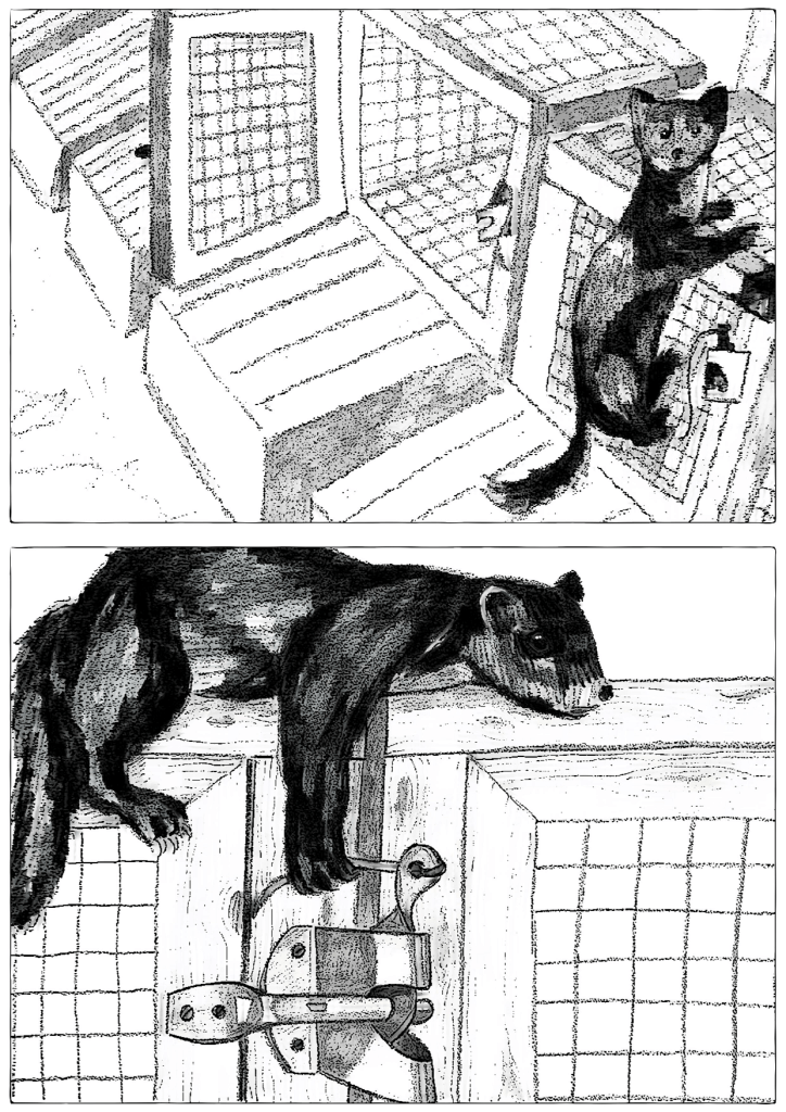 animal rights graphic novel
