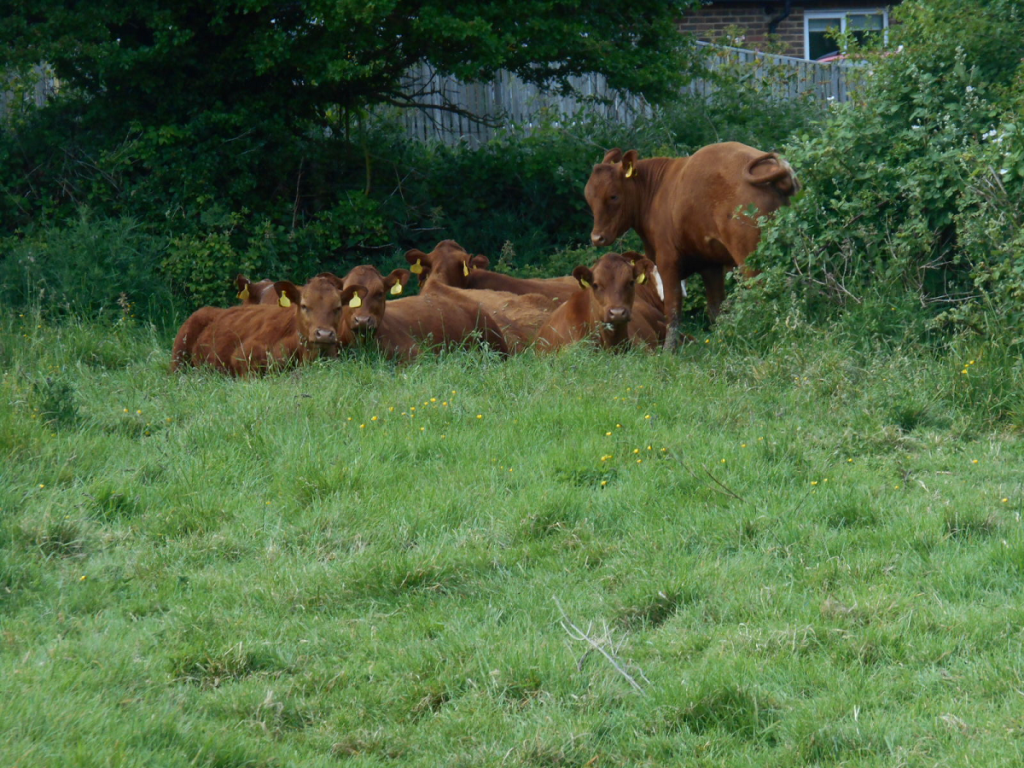 dairy babies taken from their mothers