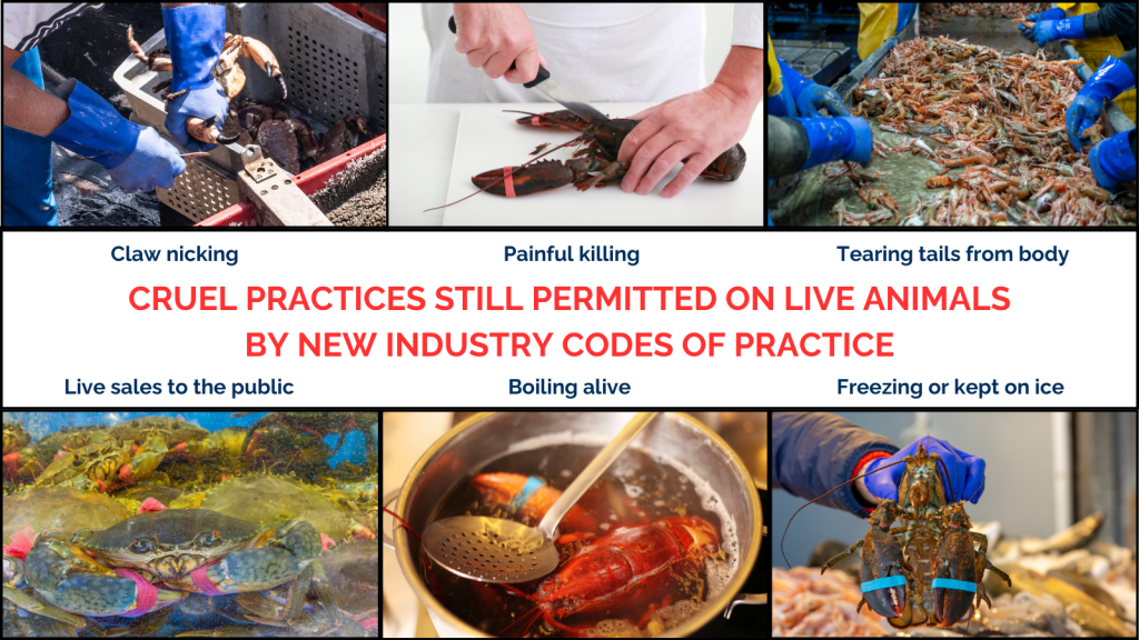 Cruelty to Crustaceans