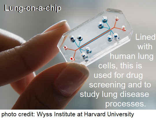 Lung on a chip superior technology for studying lung disease without the use of animals.