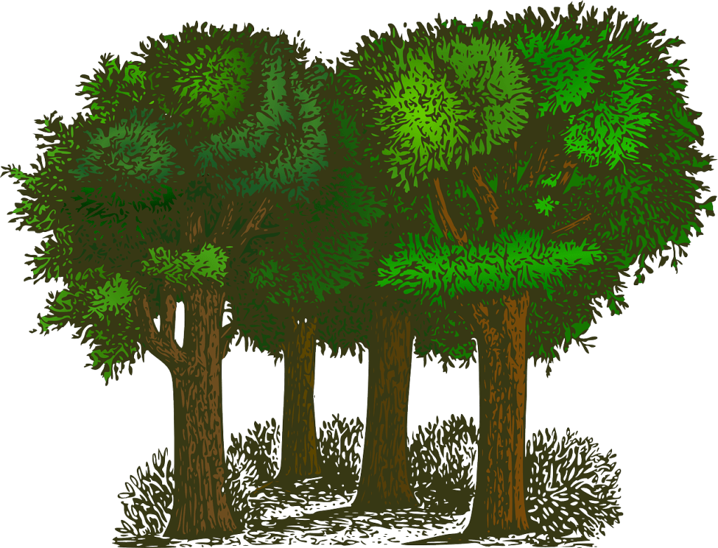 Forest by OpenClipart-Vectors of pixabay.com