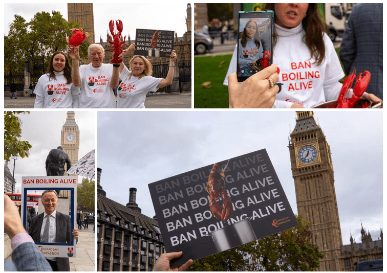 end boiling animals alive